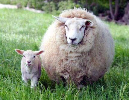 Купить подушки из овечьей шерсти в Белгороде
